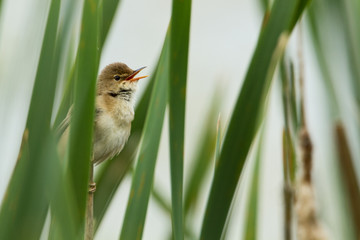 Marsh Warbler