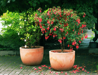 Standard (tree) Fuchsia plant - Powered by Adobe