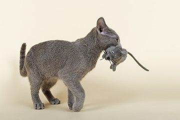 Katzen-Russisch-Blau-4195