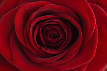 Foto auf Acrylglas Rote Rose Nahaufnahme © srekap