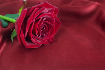 Red rose on satin background