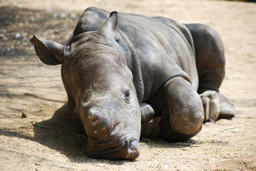 Sleeping baby rhino