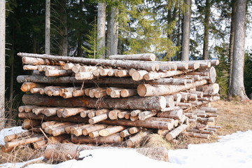 Holzstapel im Wald