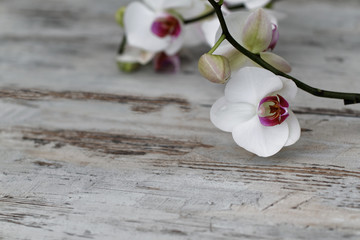 Orchideenblüte