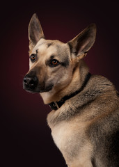 Young shepherd on dark red background