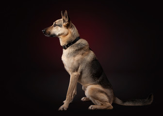 Young shepherd on dark red background