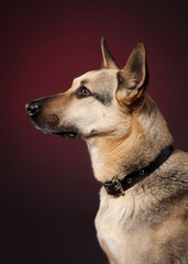 Young shepherd on dark red background