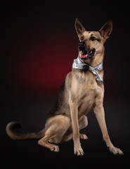 Young shepherd on dark red background