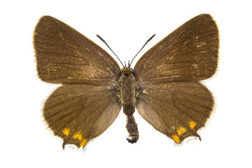 Satyrium acaciae (Sloe Hairstreak)