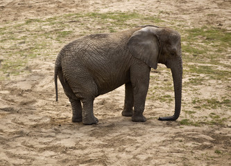 elephants (Loxodonta africana) - obrazy, fototapety, plakaty