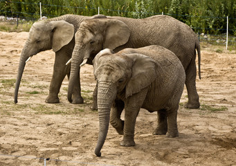 elephants (Loxodonta africana) - obrazy, fototapety, plakaty