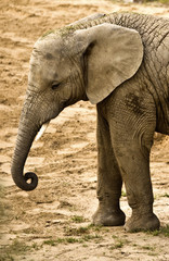 elephant (Loxodonta africana) - obrazy, fototapety, plakaty
