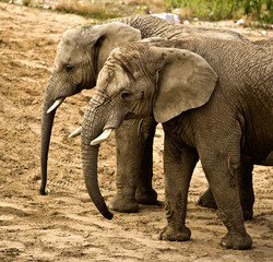 elephants (Loxodonta africana) - obrazy, fototapety, plakaty