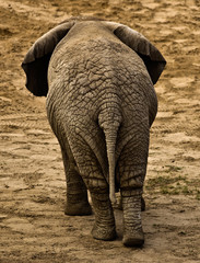 elephant (Loxodonta africana) - obrazy, fototapety, plakaty