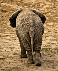 elephant (Loxodonta africana) © Radoslaw Maciejewski