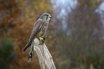 Kestrel with mouse 1