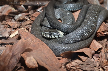 Grass Snake close-up