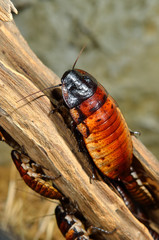 Madagascar hissing (Gromphadorhina portentosa) cockroach