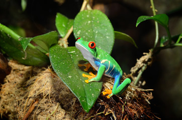 red-eye frog  Agalychnis callidryas in terrarium