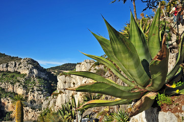 Eze, Costa Azzurra - il Giardino piante esotiche e dei cactus