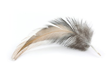 Feather