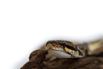Ball Python close up (Python Regius)