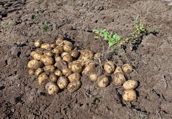Harvest of organically grown new potatoes