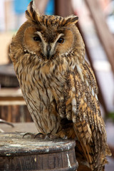 Owl