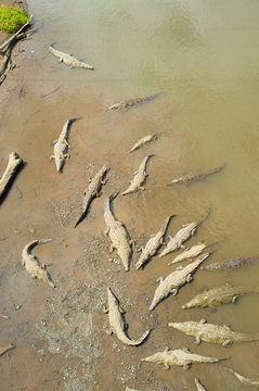 Group of crocodiles