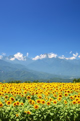 Sunflower field and mountain
