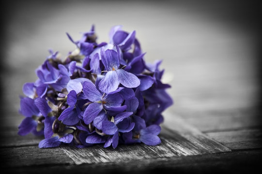 bounch of spring violets