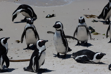 Pingouin de Boulders Beach près du Cap en Afrique du Sud