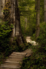 Obraz premium Wood Path