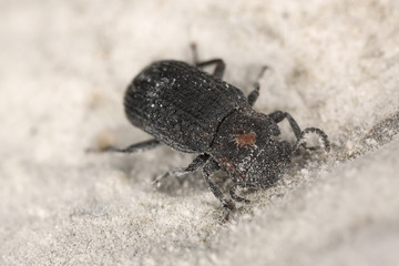 Saproxylic beetle (Bolitophagus reticulatus) macro photo