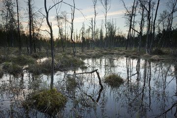 Wet marsh before sundawn, Finnmarken, Pajso, Sweden