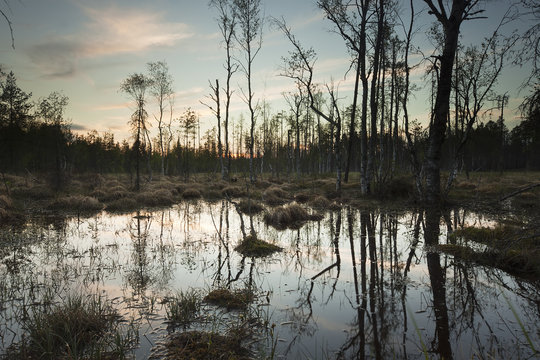Wet marsh before sundawn, Finnmarken, Pajso, Sweden