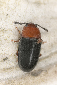 Triplax scutellaris, extreme close-up