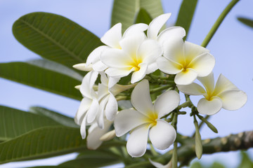 Obraz na płótnie Canvas Branch of tropical flowers frangipani (plumeria)
