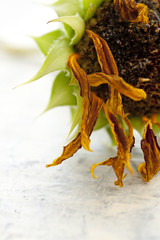 Naklejka premium Sunflower