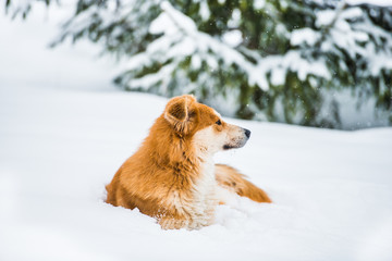 red dog on the snow