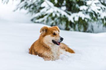 red dog on the snow
