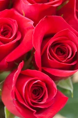 Foto auf Acrylglas Antireflex Hintergrund eines schönen Strauß roter Rosen © Evgeniya Uvarova