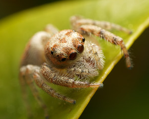 Jumping Spider on a leaf
