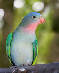 a portrait of a princess parakeet