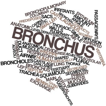 Word cloud for Bronchus