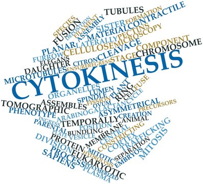 Word cloud for Cytokinesis