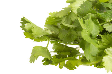 fresh coriander