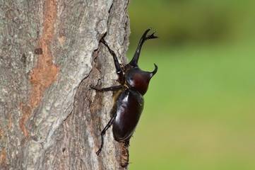 Fototapeta premium カブトムシ