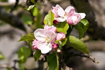 apple blossom on well pruned tree