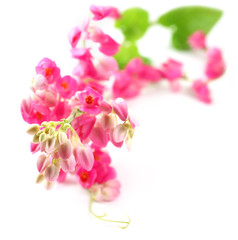 Pink coral vine over white background